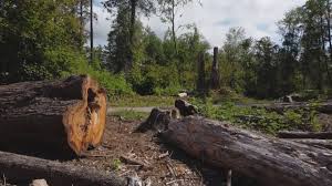 Professional Tree Care in Watts Mills, SC