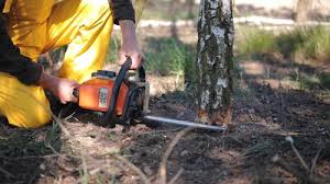 Best Fruit Tree Pruning  in Watts Mills, SC
