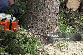Best Hazardous Tree Removal  in Watts Mills, SC