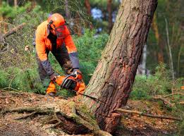 How Our Tree Care Process Works  in  Watts Mills, SC