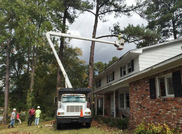 Best Utility Line Clearance  in Watts Mills, SC