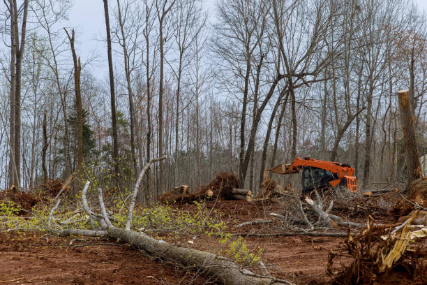 Mulching Services in Watts Mills, SC