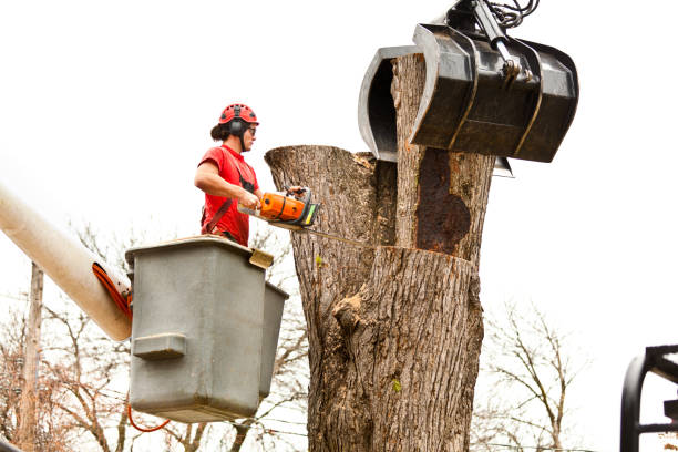 Best Tree Health Inspection  in Watts Mills, SC