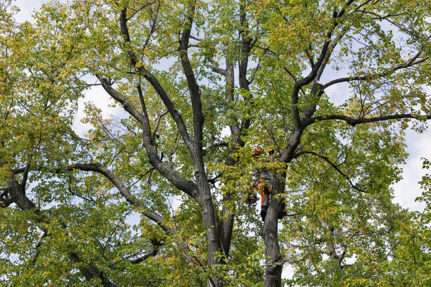 Best Leaf Removal  in Watts Mills, SC